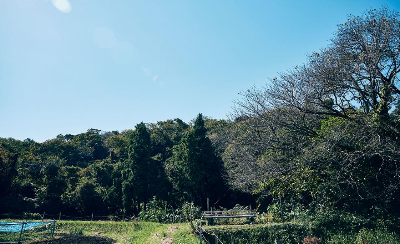 72歳・元ミス日本　伊藤千桃さんの小さくて自由な暮らし。「自然の中に身を置いて、目の前のことにこつこつと精を出す毎日」（画像12）