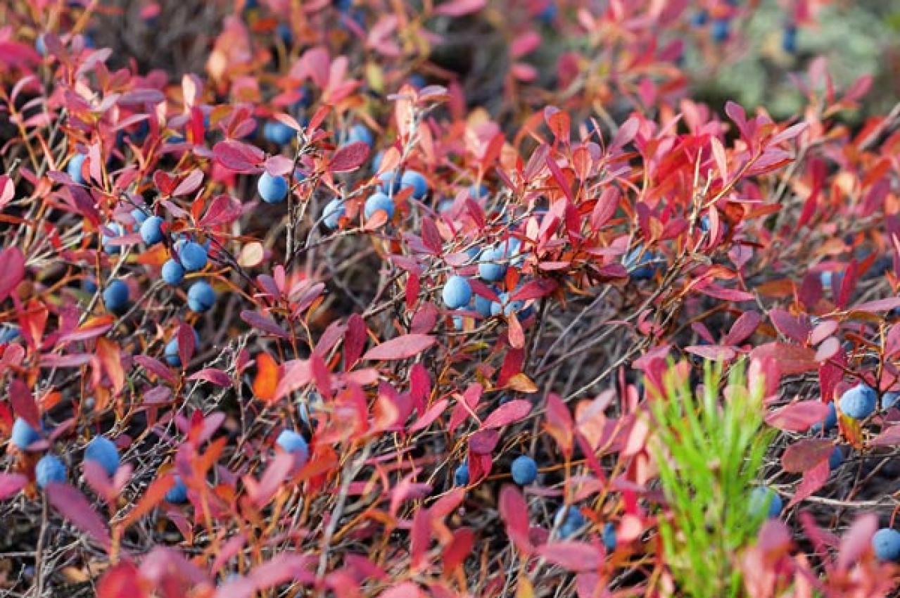 【ガーデニング】ベリーの季節を楽しむ。美味しくて初心者でも育てやすい。鉢植えもOK！（画像5）