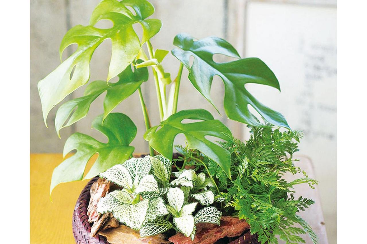 【観葉植物の育て方 Q＆A】元気がない、葉が落ちた、旅行中は、虫対策、お風呂に置いていい？ 18の質問にプロが回答