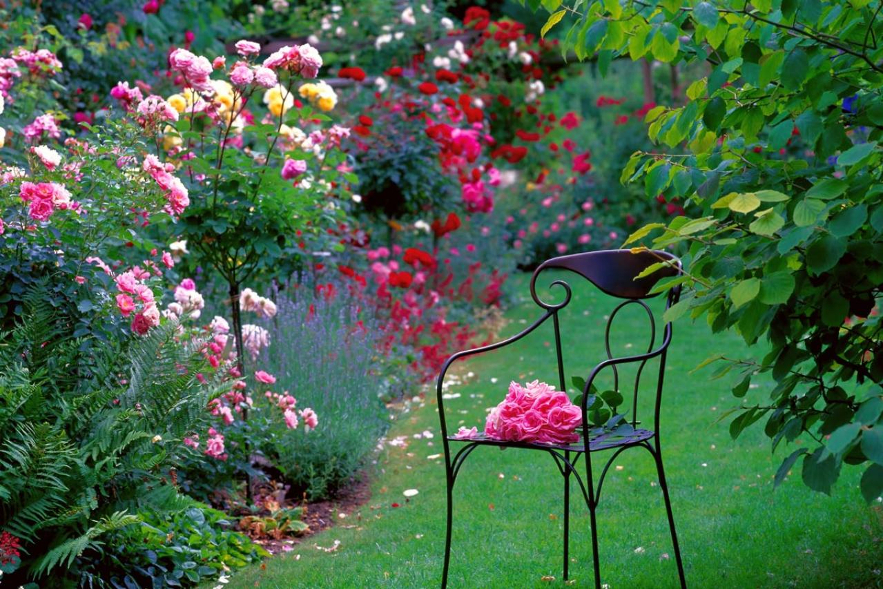 【ガーデニング】夏のバラ管理はここに注意！ 一季咲きのオールドローズとつるバラは？