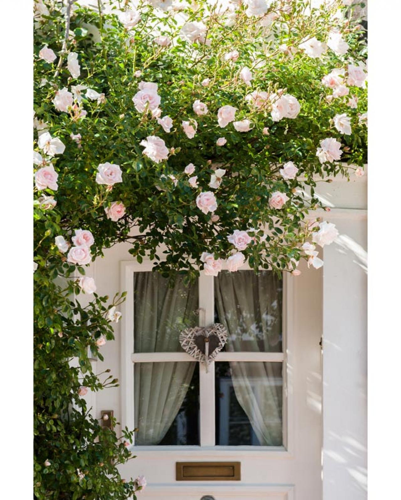 【ガーデニング】夏のバラ管理はここに注意！ 一季咲きのオールドローズとつるバラは？（画像6）