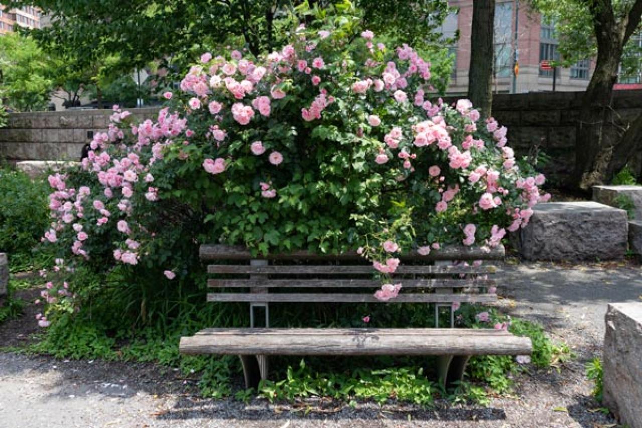 【ガーデニング】夏のバラ管理はここに注意！ 一季咲きのオールドローズとつるバラは？（画像5）