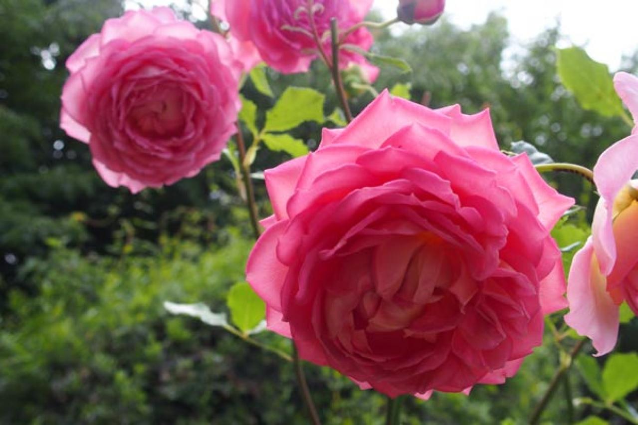 【ガーデニング】夏のバラ管理はここに注意！ 一季咲きのオールドローズとつるバラは？（画像3）