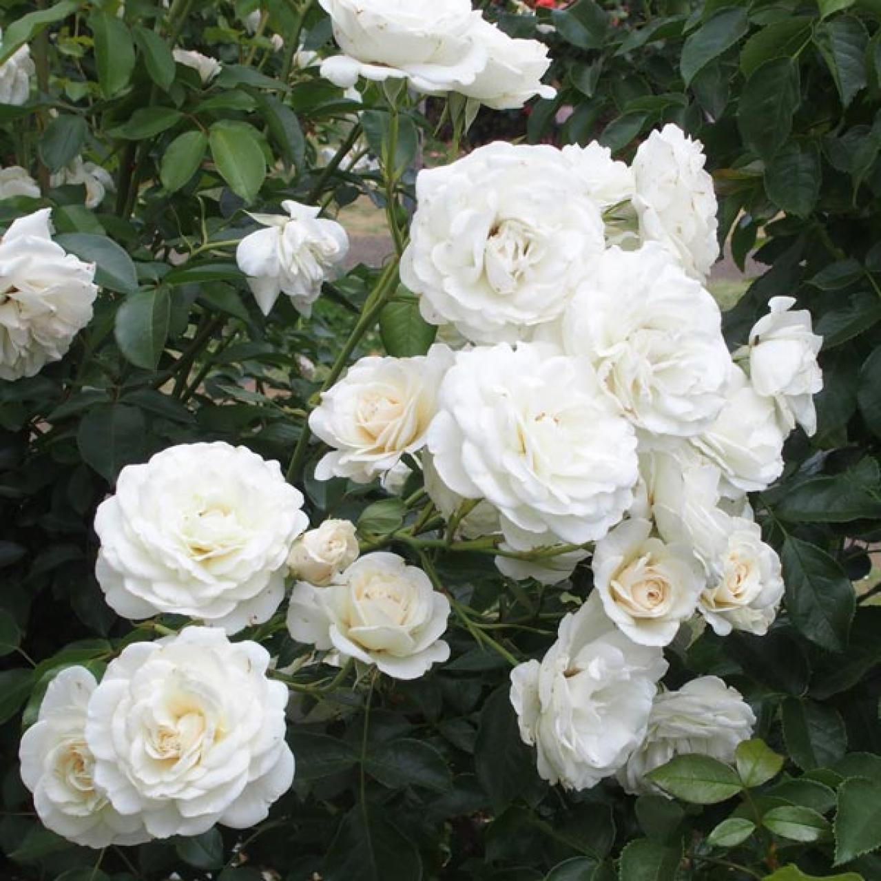 【ガーデニング】夏のバラ管理はここに注意！ 一季咲きのオールドローズとつるバラは？（画像4）