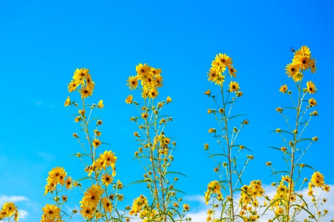【ガーデニング】夏を代表する花「ヒマワリ」 分枝して咲き続けるタイプや多年草も（画像4）