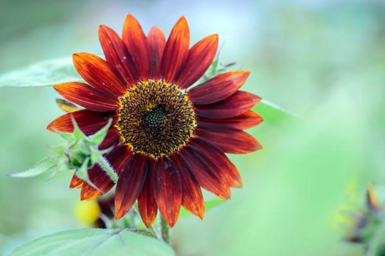 【ガーデニング】夏を代表する花「ヒマワリ」 分枝して咲き続けるタイプや多年草も（画像2）