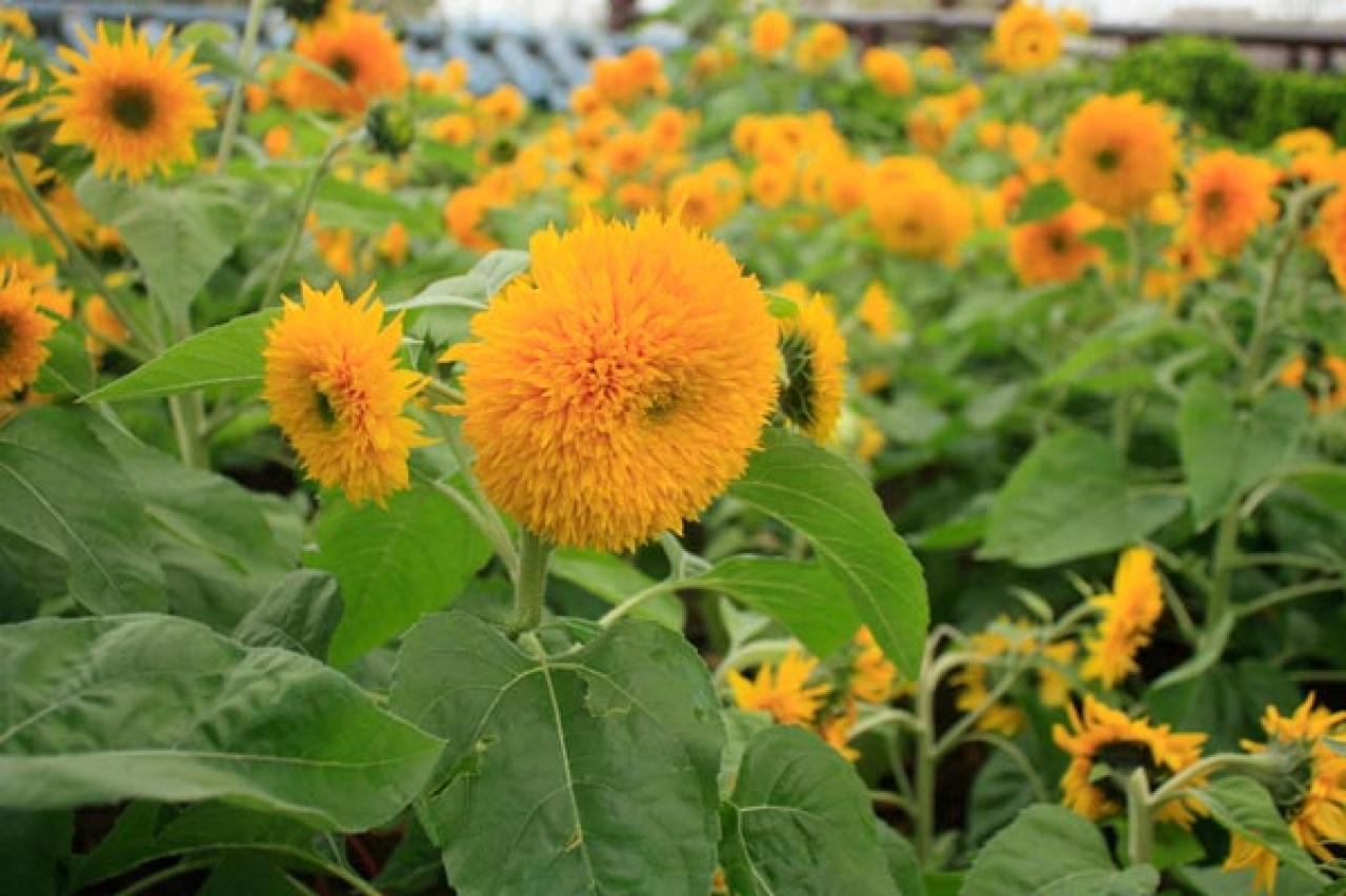 【ガーデニング】夏を代表する花「ヒマワリ」 分枝して咲き続けるタイプや多年草も（画像8）