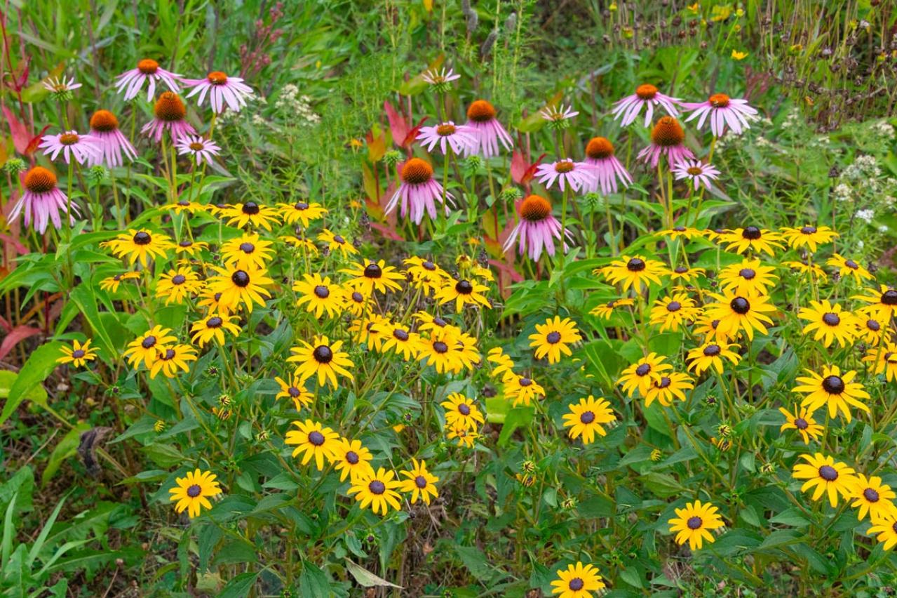 【ガーデニング】暑くても元気でよく咲く“品種にこだわった花”［8選］