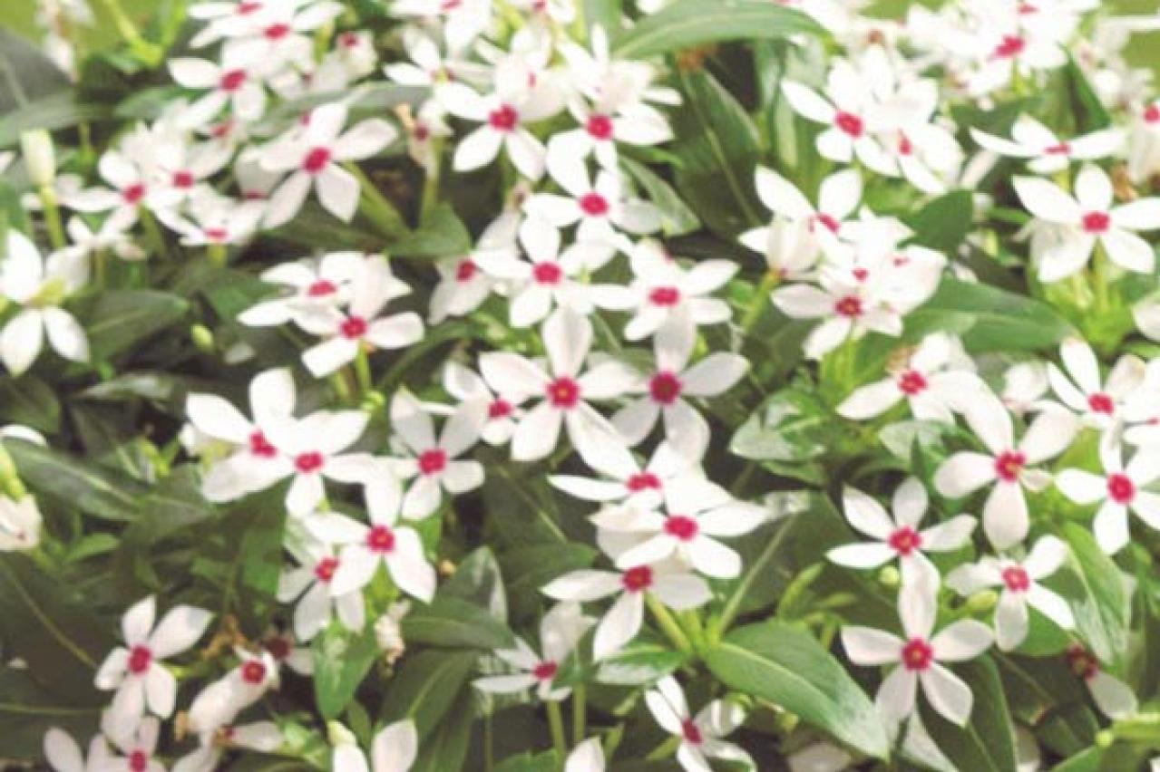 【ガーデニング】暑くても元気でよく咲く“品種にこだわった花”［8選］（画像13）