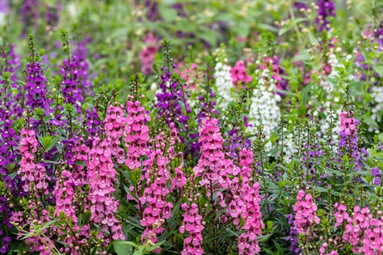 【ガーデニング】暑くても元気でよく咲く“品種にこだわった花”［8選］（画像10）