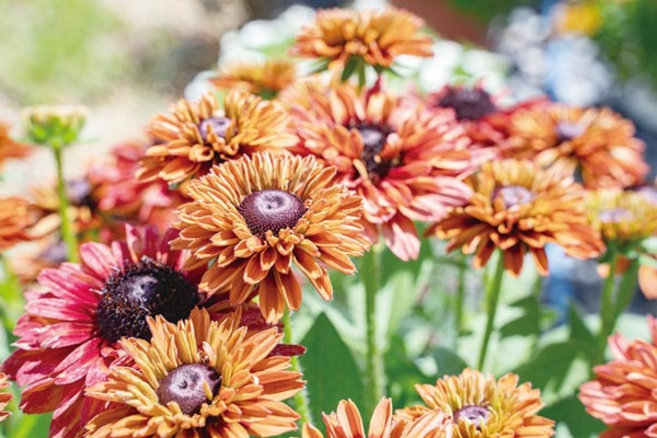 【ガーデニング】暑くても元気でよく咲く“品種にこだわった花”［8選］（画像5）