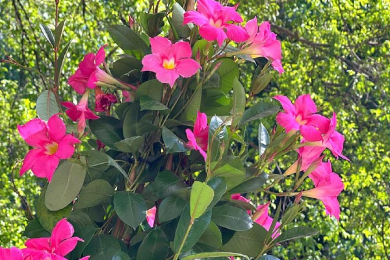 【ガーデニング】暑くても元気でよく咲く“品種にこだわった花”［8選］（画像8）