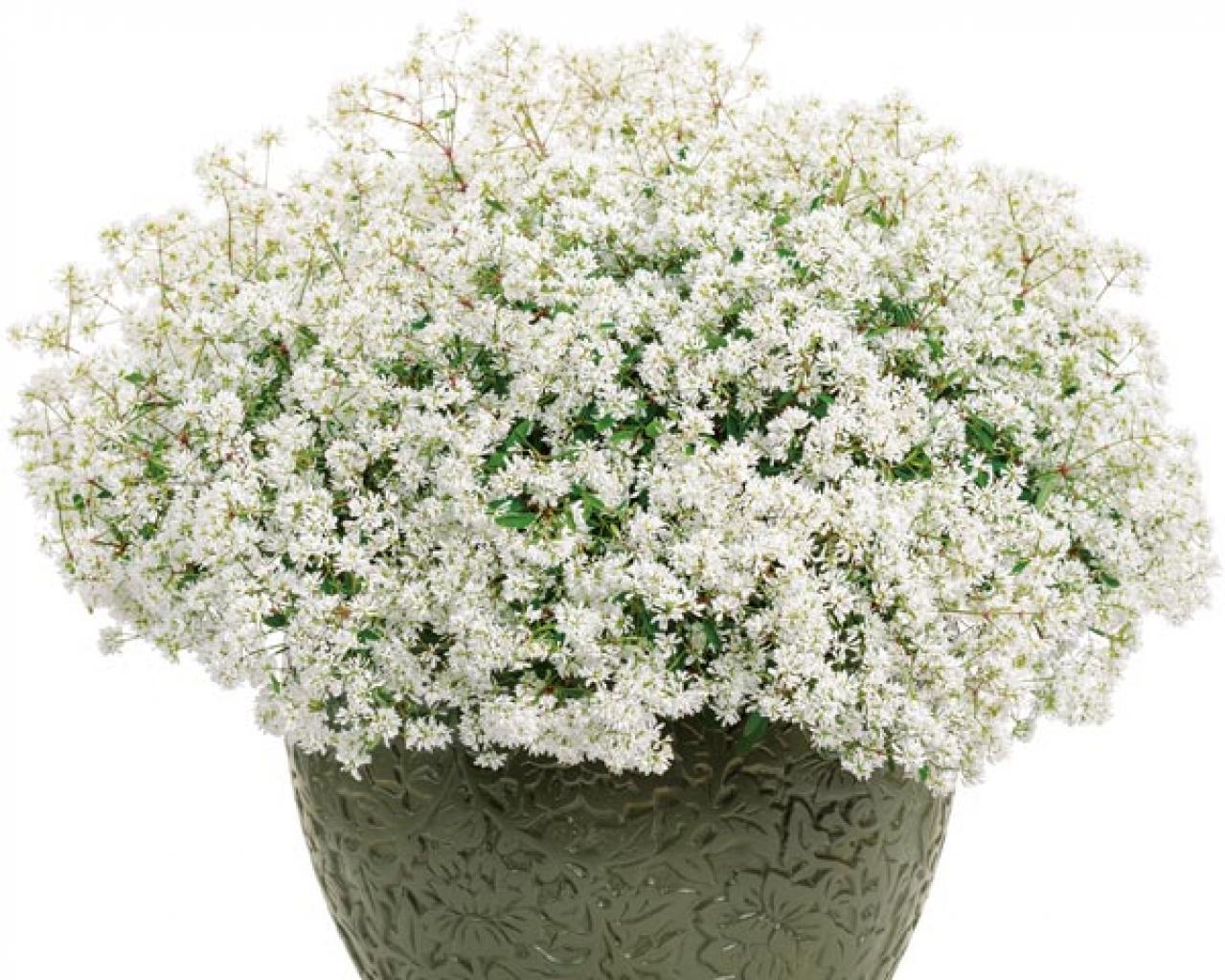 【ガーデニング】暑くても元気でよく咲く“品種にこだわった花”［8選］（画像7）