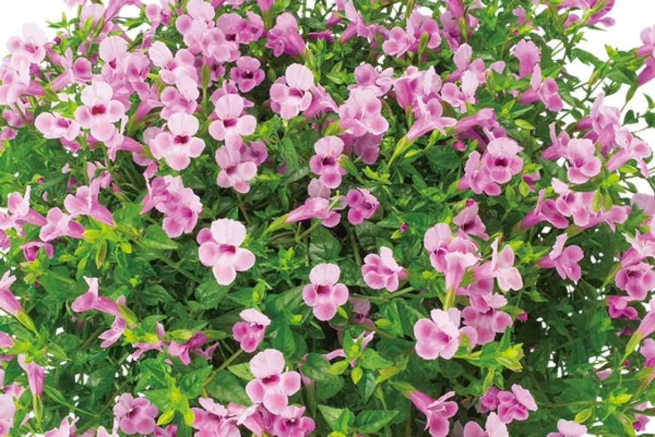 【ガーデニング】暑くても元気でよく咲く“品種にこだわった花”［8選］（画像16）