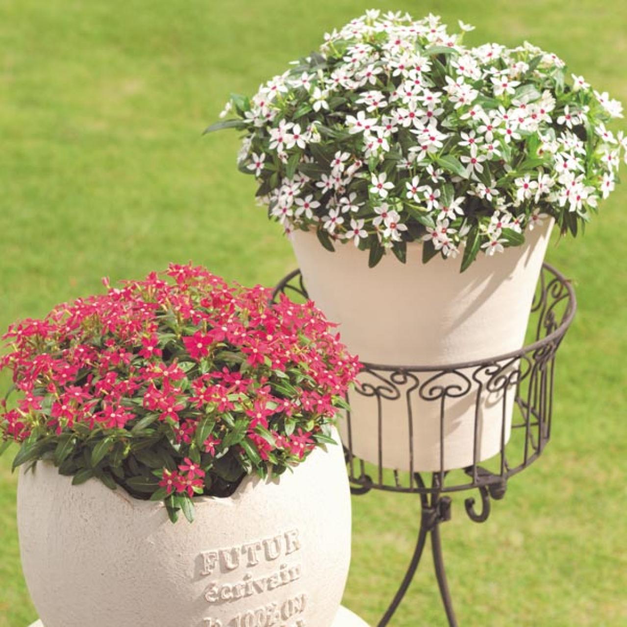 【ガーデニング】暑くても元気でよく咲く“品種にこだわった花”［8選］（画像12）