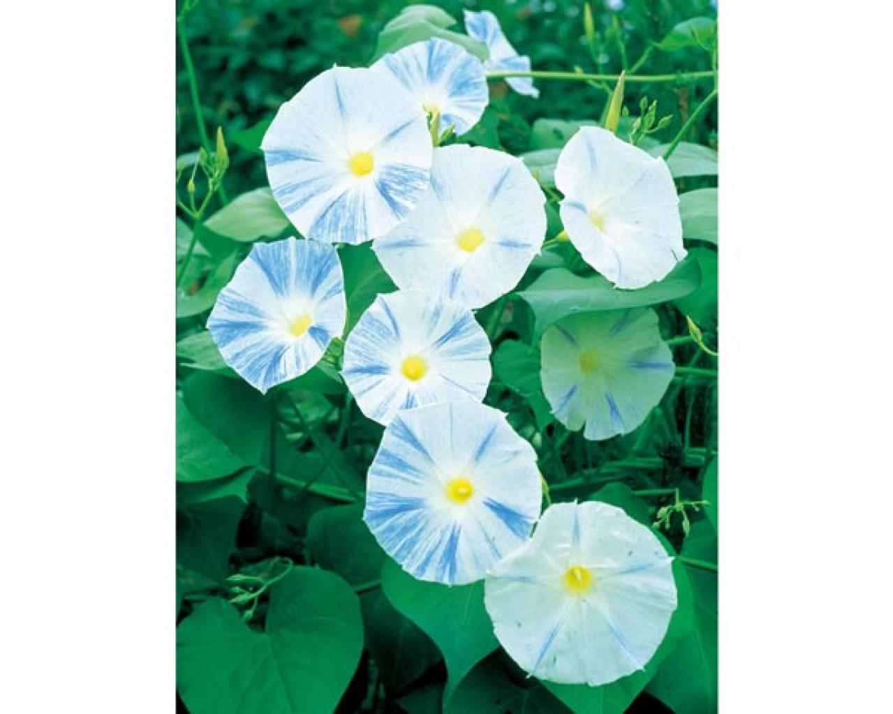 【ガーデニング】夏の風物詩「アサガオ」で涼やかに。夕方まで花が咲く品種など豊富なバリエ（画像4）