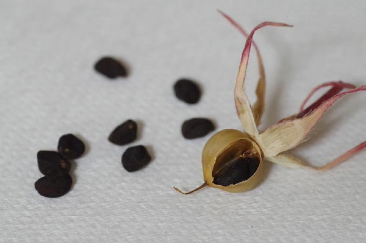 【ガーデニング】夏の風物詩「アサガオ」で涼やかに。夕方まで花が咲く品種など豊富なバリエ（画像10）