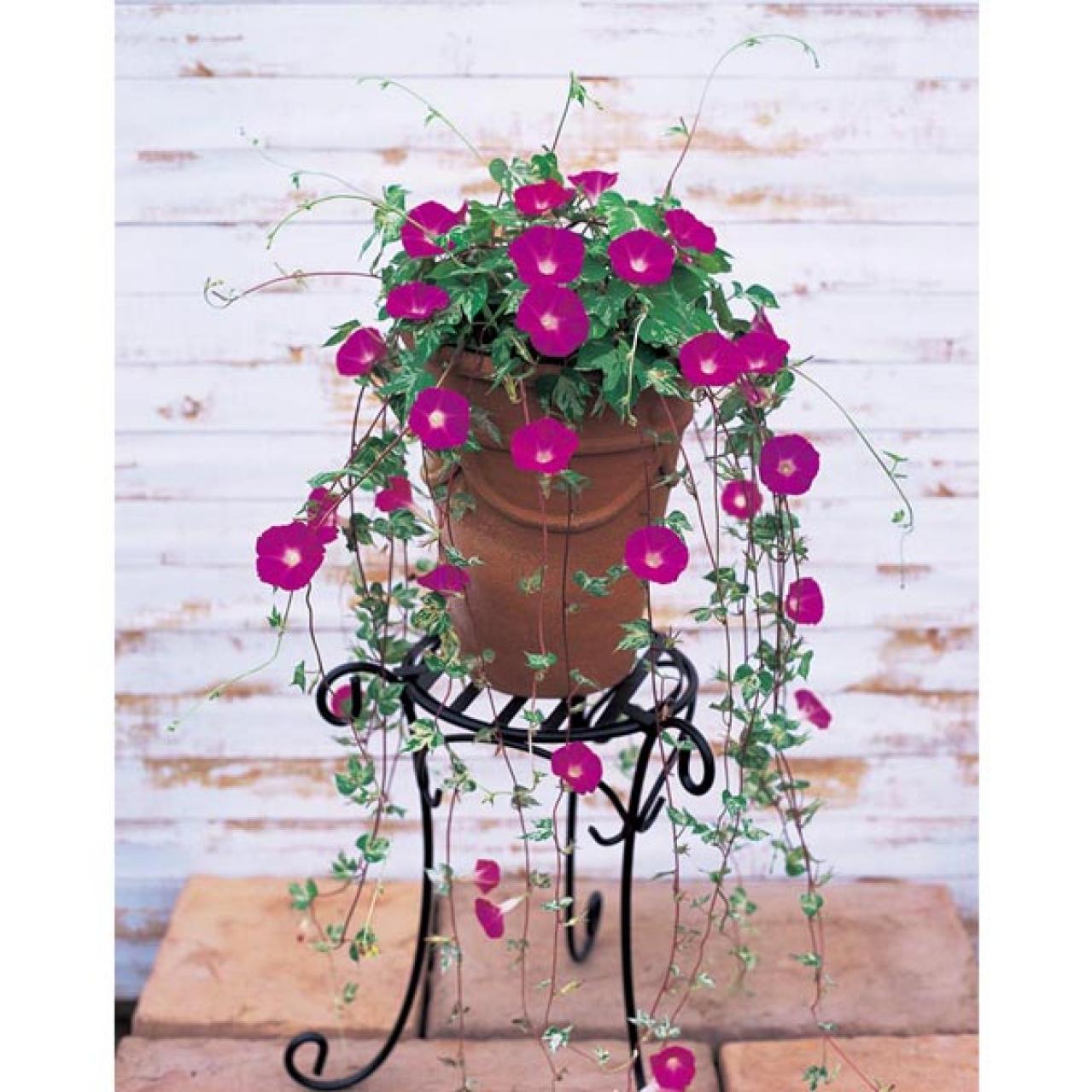 【ガーデニング】夏の風物詩「アサガオ」で涼やかに。夕方まで花が咲く品種など豊富なバリエ（画像9）