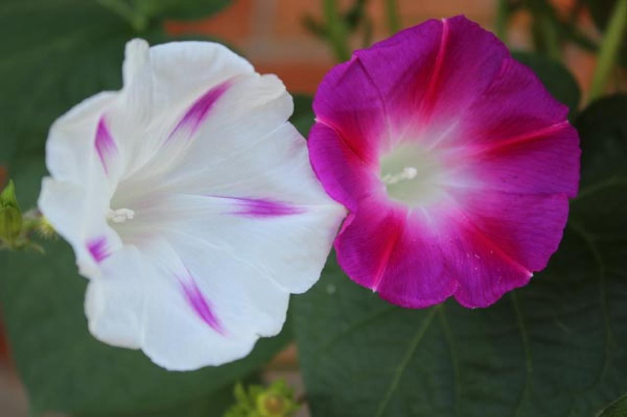 【ガーデニング】夏の風物詩「アサガオ」で涼やかに。夕方まで花が咲く品種など豊富なバリエ（画像8）