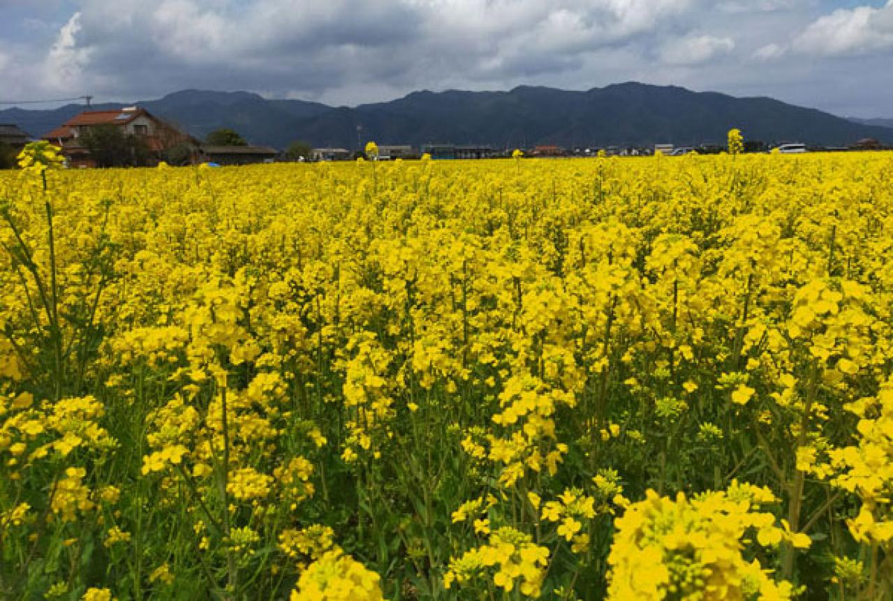 料理研究家　井原裕子さん絶賛のお取り寄せ６選　３時のおやつ・お酒のおとも・愛用オイル【保存版】（画像11）