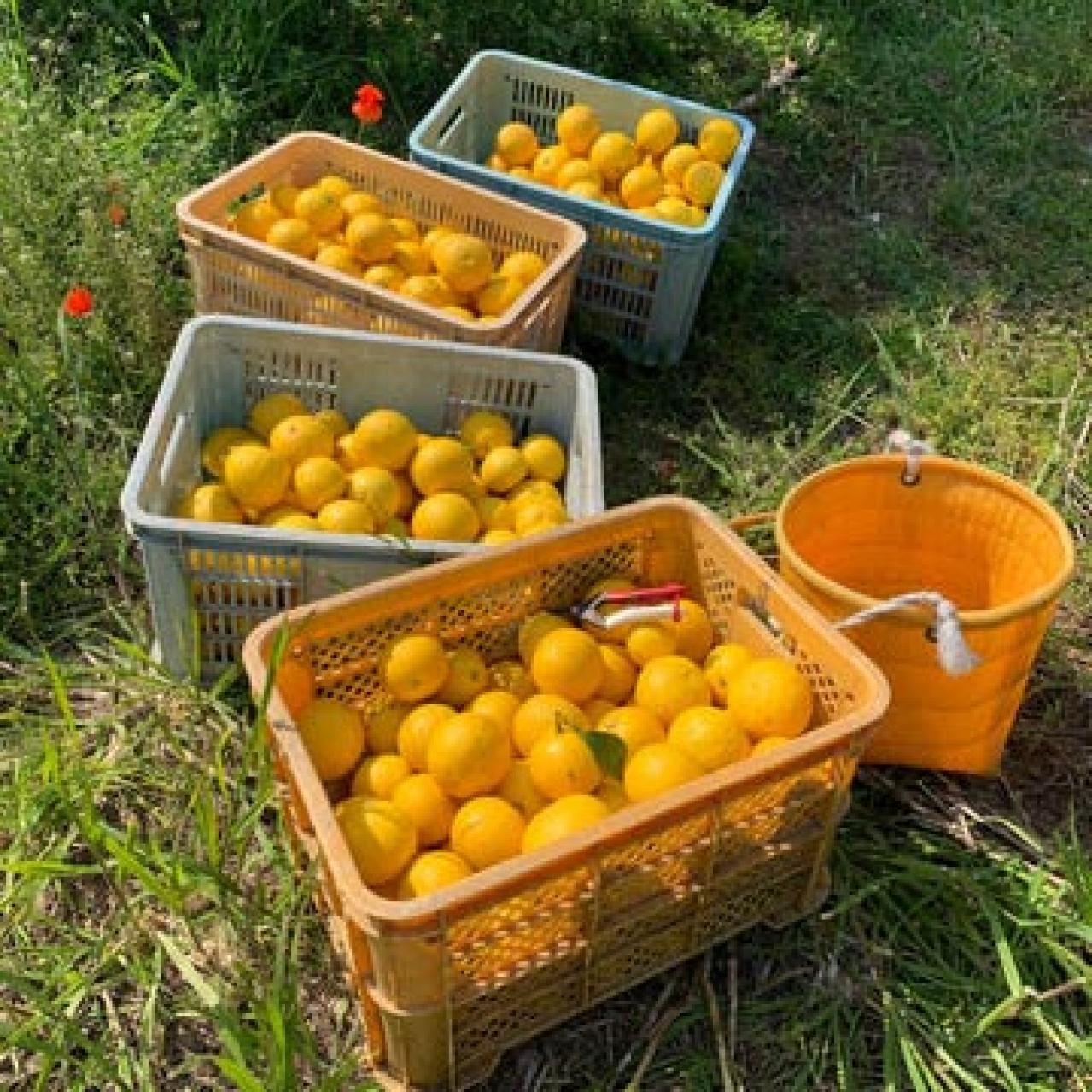 【ジャムとドイツ菓子】フードスタイリスト　ダンノマリコさんのお取り寄せ。瀬戸内ジャムズガーデン/HOLLANDISCHE KAKAO-STUBE（画像3）