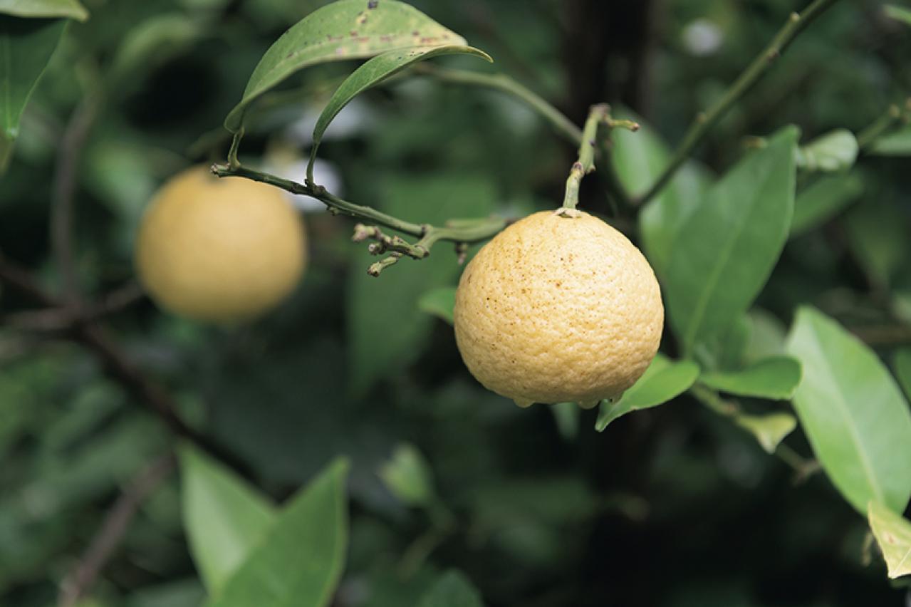 【料理家・中川たまさん】の住み替え実例「50代以降の暮らしを見据え、自然を楽しめる庭つきの戸建てへ」（画像7）