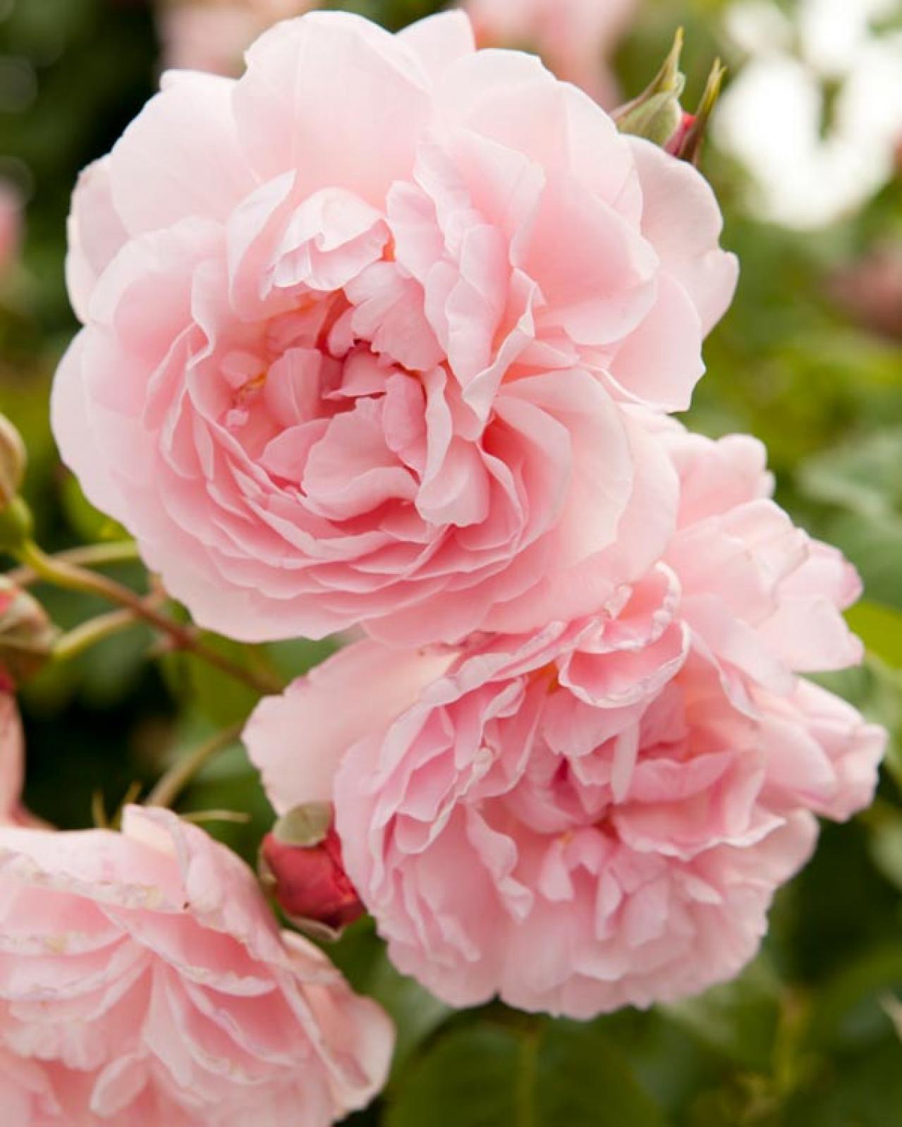 【ガーデニング】コンパクトにも、つる性にもなる優美なバラ。真夏のバラ栽培はハダニに注意！ （画像4）