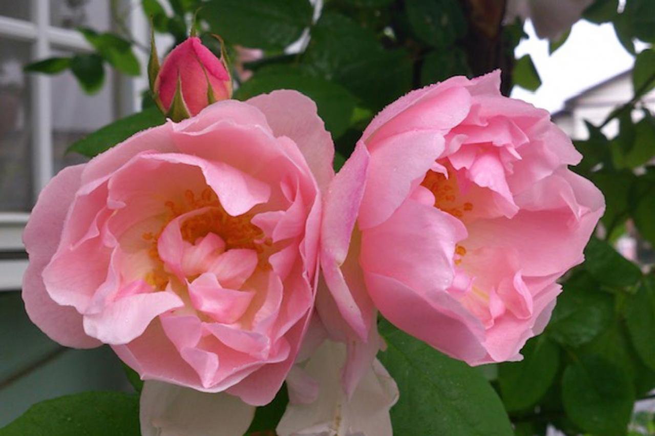 【ガーデニング】コンパクトにも、つる性にもなる優美なバラ。真夏のバラ栽培はハダニに注意！ 