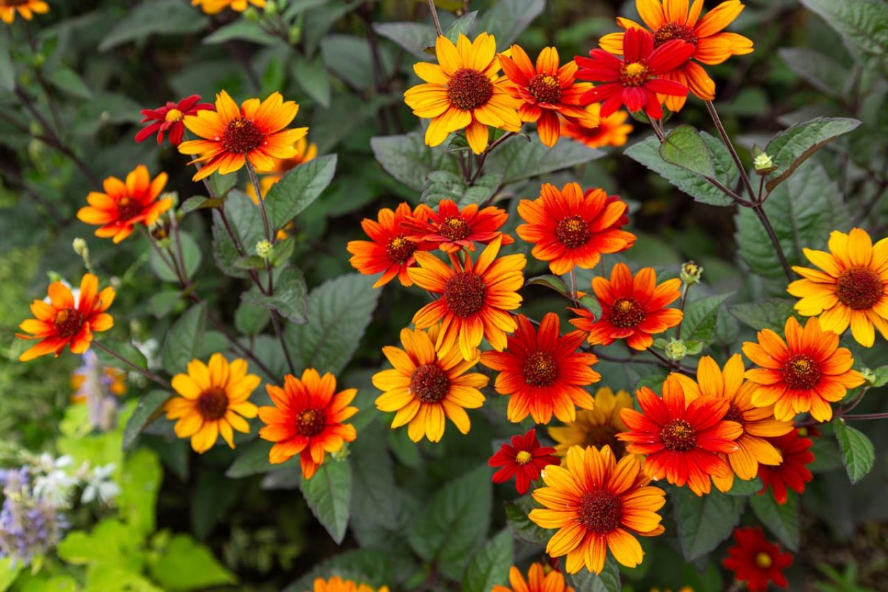 【ガーデニング】暑さに強い！ビタミンカラーの花9選