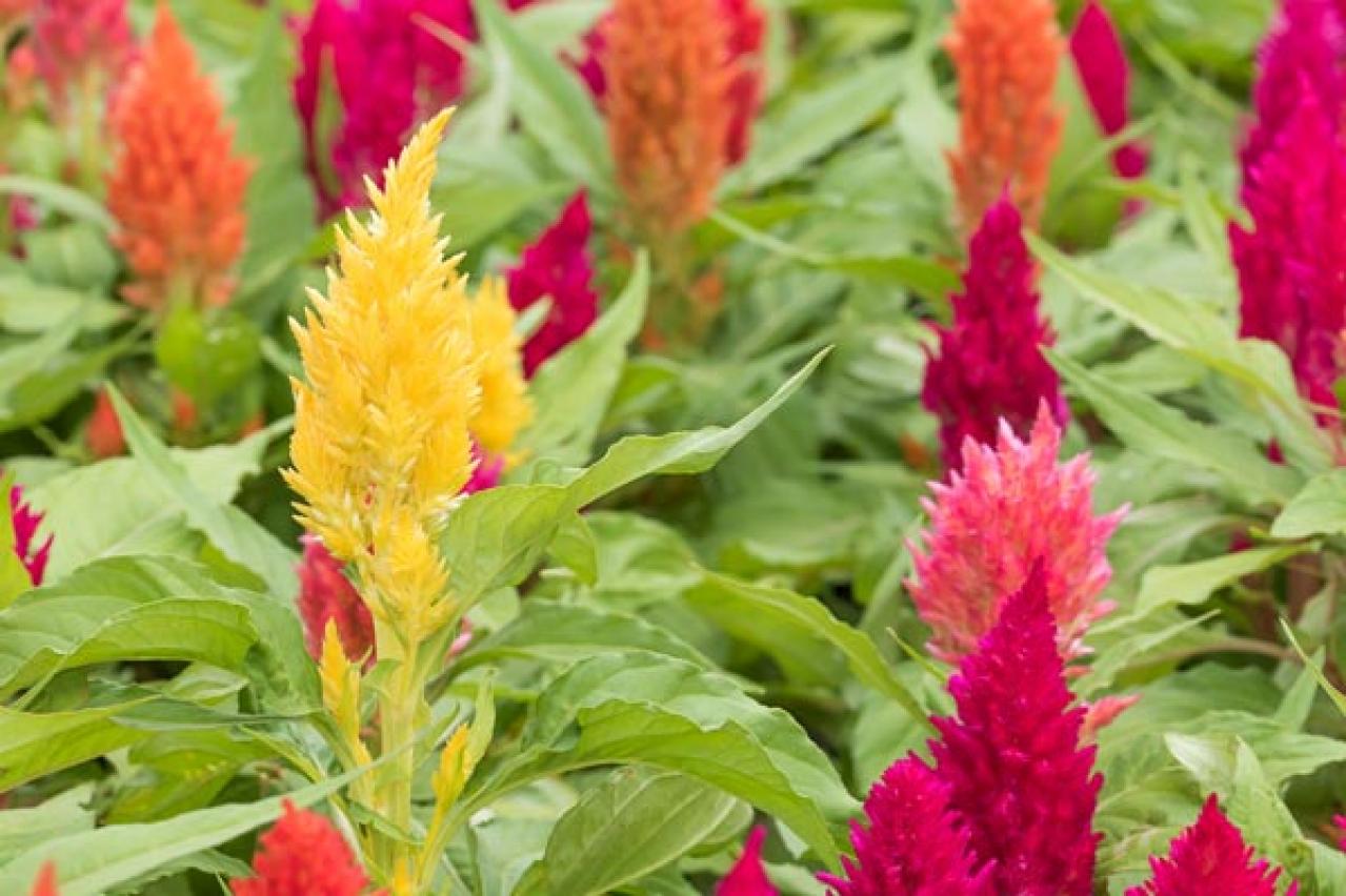 【ガーデニング】暑さに強い！ビタミンカラーの花9選（画像6）