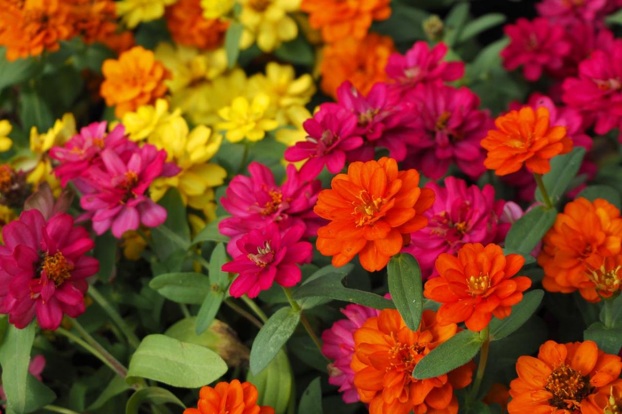 【ガーデニング】暑さに強い！ビタミンカラーの花9選（画像9）