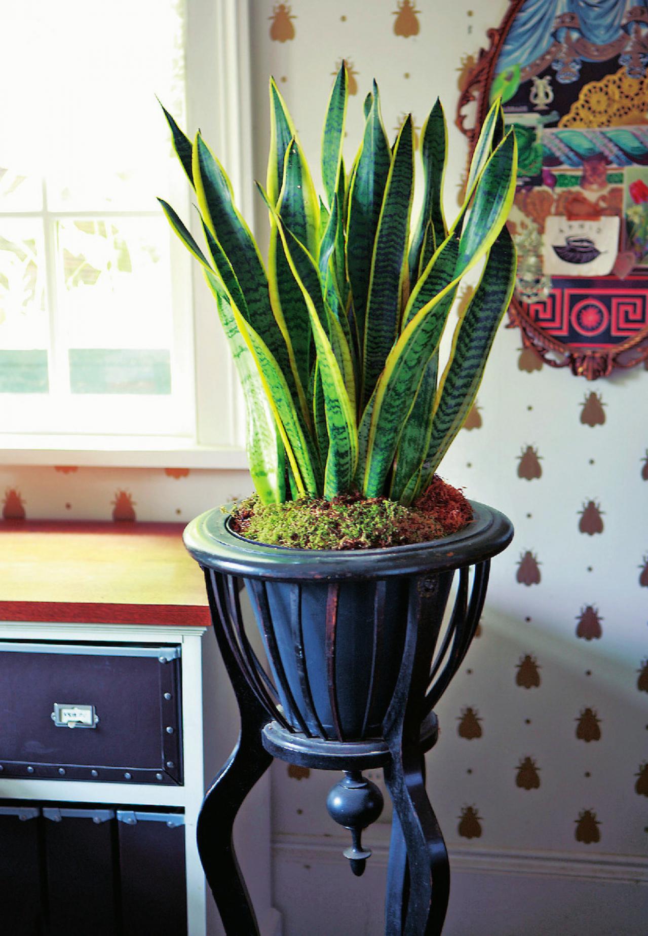 【観葉植物】マイナスイオンで空気をきれいにする「サンセベリア」のおしゃれな飾り方とは？【ガーデニング】（画像3）