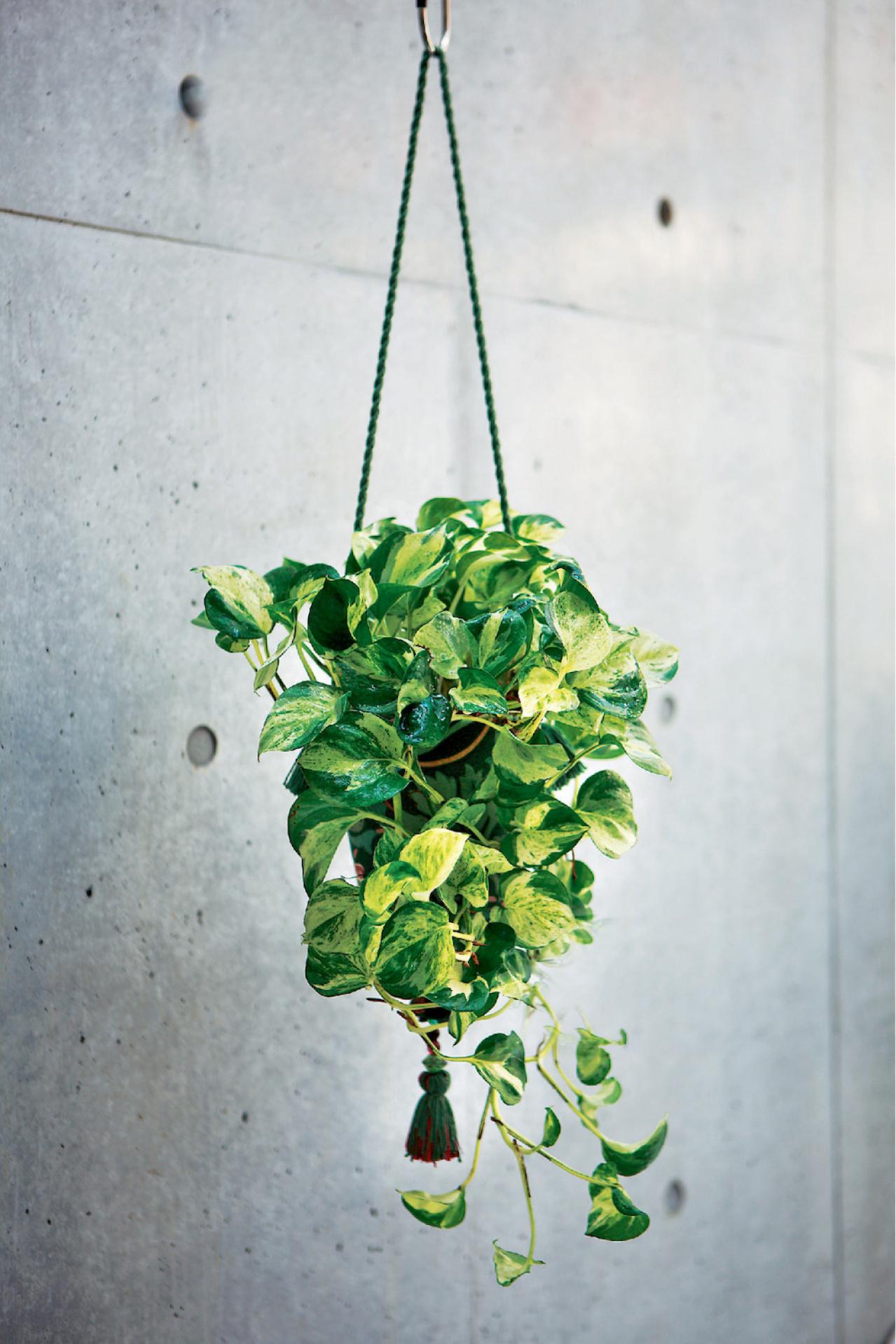 【ガーデニング】気軽におしゃれに楽しめる「観葉植物」のハンギングアイデアとは？（画像2）