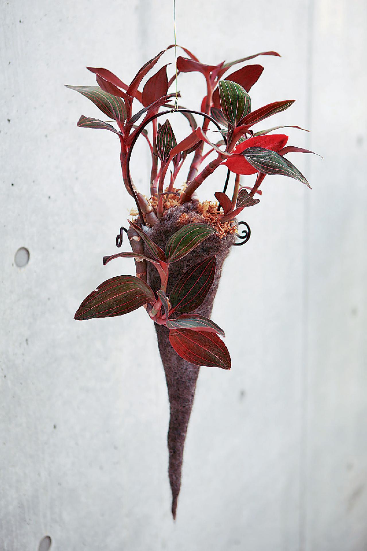 【ガーデニング】気軽におしゃれに楽しめる「観葉植物」のハンギングアイデアとは？（画像4）