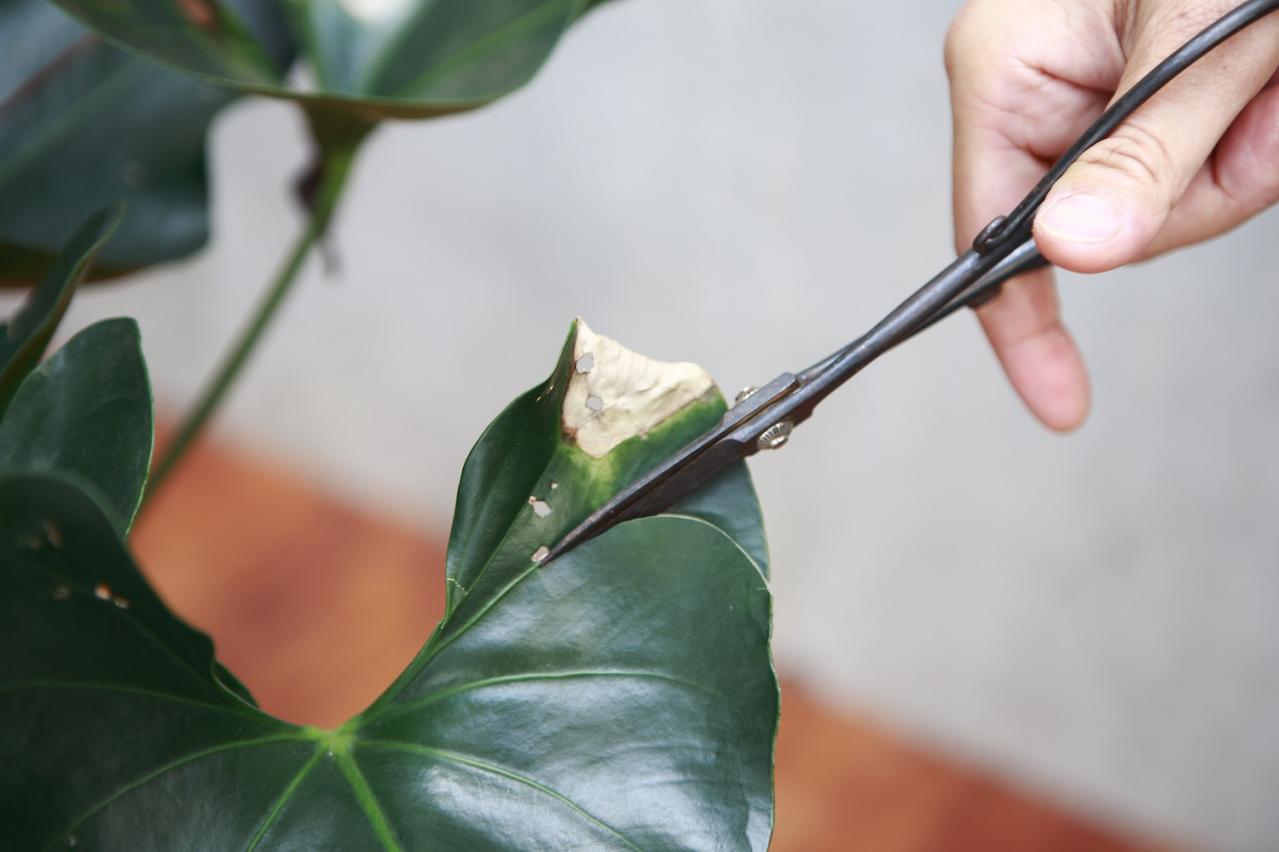 【ガーデニング】鉢カバーで「観葉植物」をよりおしゃれに楽しむ！ 吉谷桂子さん流の簡単アイデアとは？（画像2）