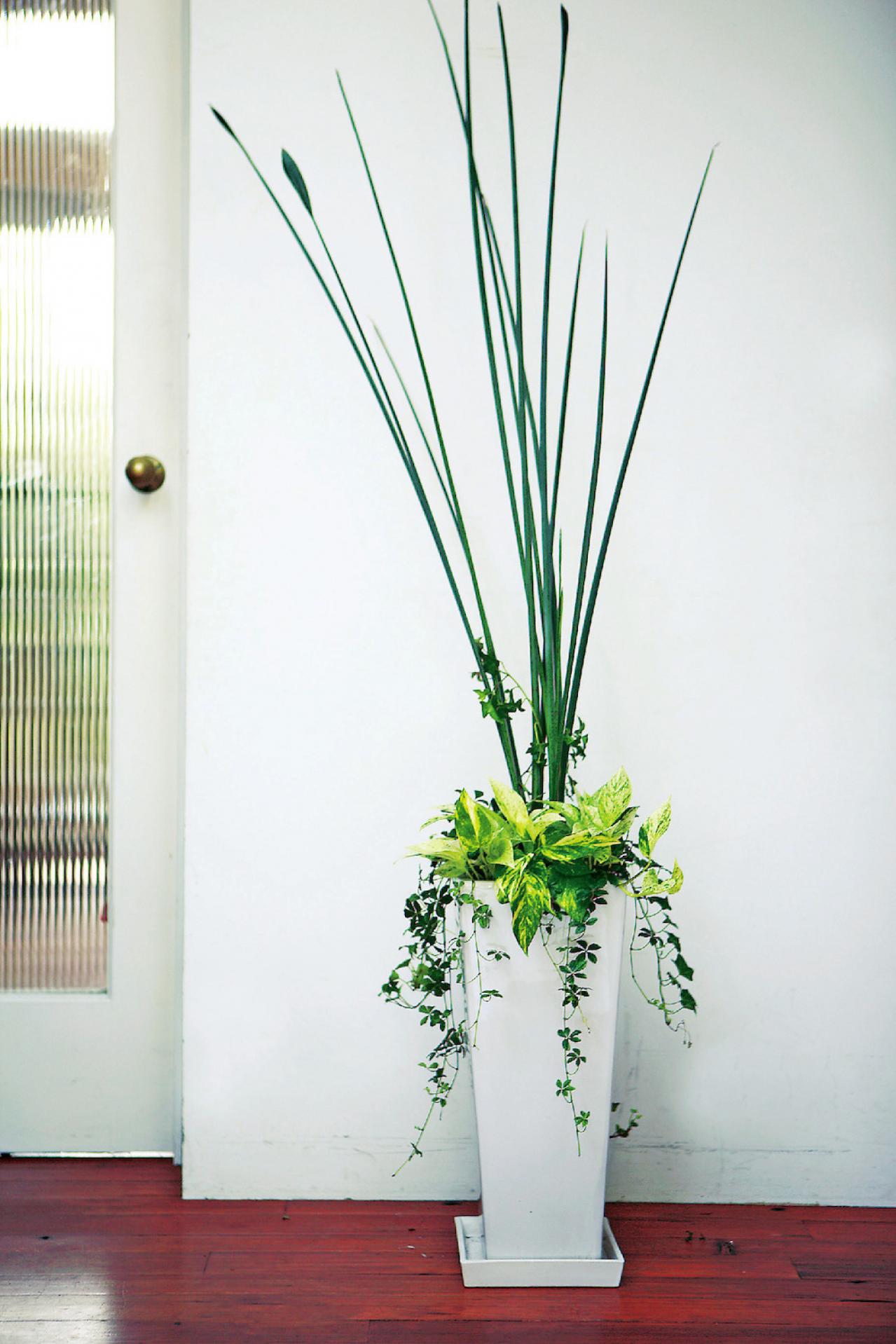 【ガーデニング】室内がすっきり見える！「観葉植物の寄せ植え」アイデア（画像2）