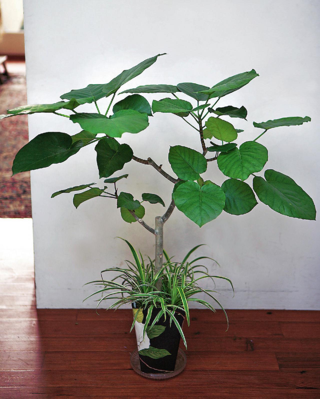 【観葉植物】 室内がすっきり見える！ インテリアグリーンの寄せ植え【ガーデニング】（画像4）