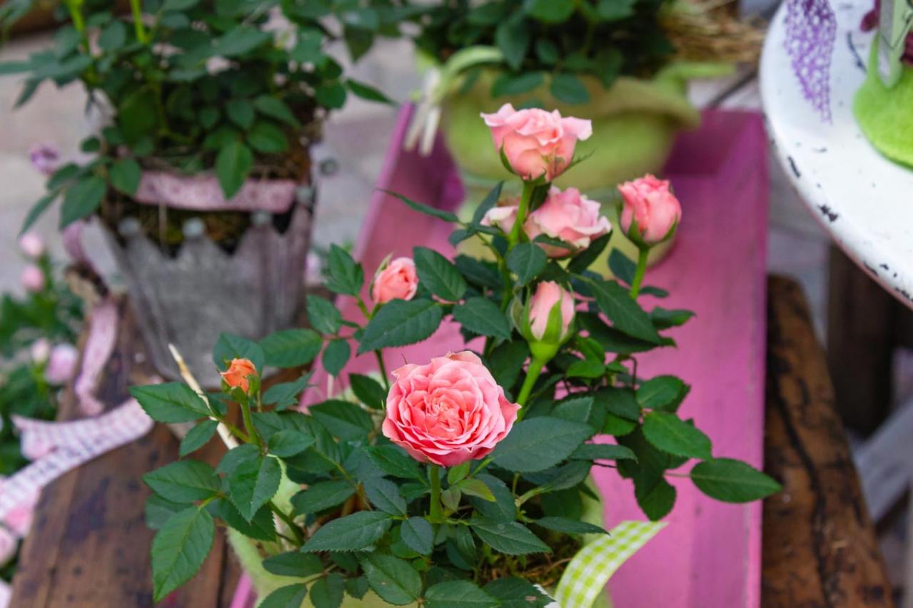 【ガーデニング】秋バラを美しく咲かせるための夏剪定とは？／ミニバラ栽培ガイド