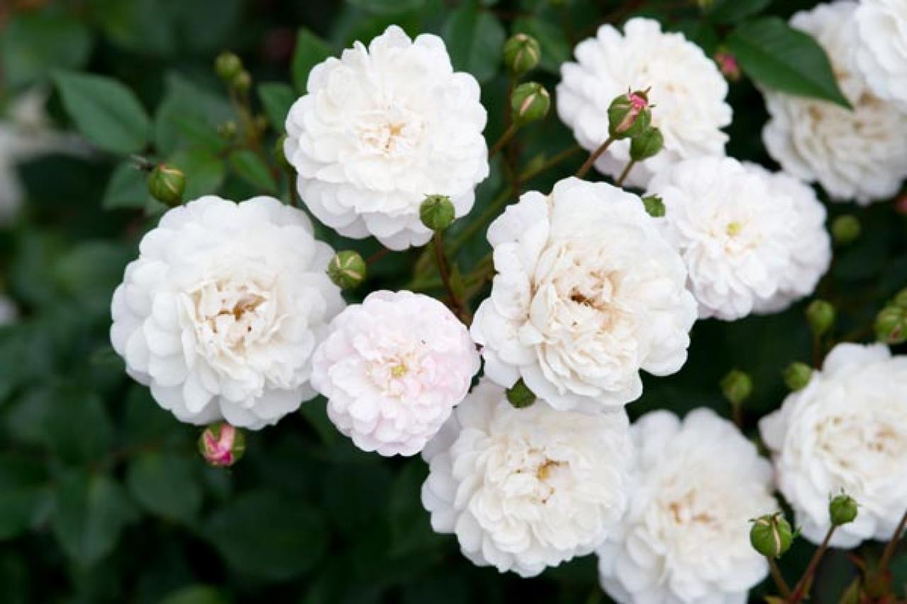 【ガーデニング】秋バラを美しく咲かせるための夏剪定とは？／ミニバラ栽培ガイド（画像2）