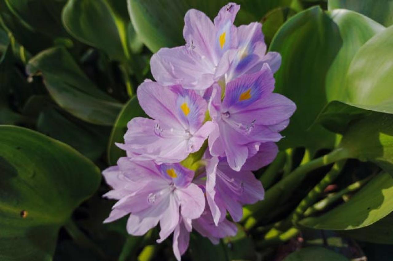 【ガーデニング】水辺で花を咲かせる植物［6選］小さな水鉢でつくるウォーターガーデン（画像6）