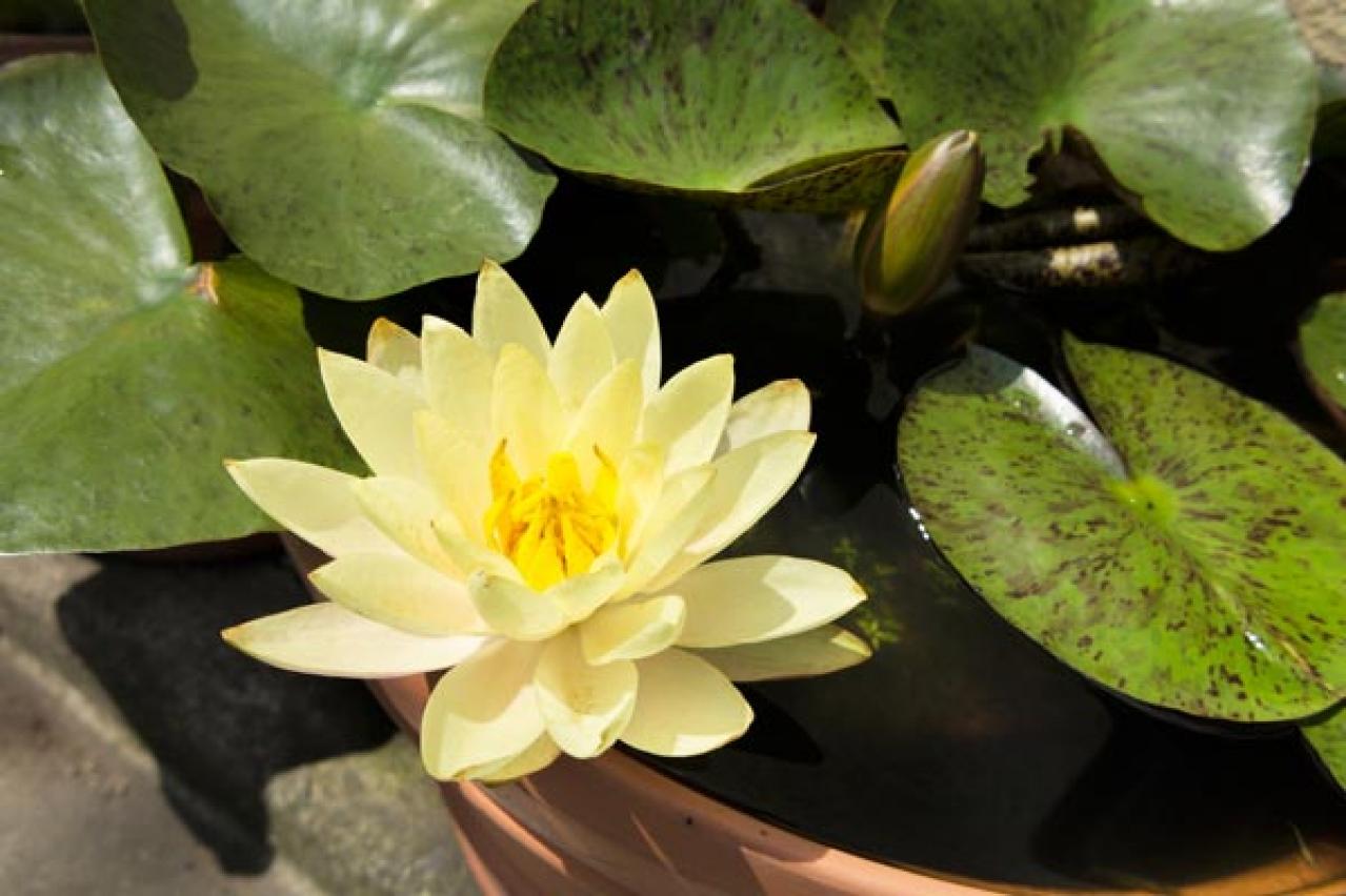 【ガーデニング】水辺で花を咲かせる植物［6選］小さな水鉢でつくるウォーターガーデン（画像11）