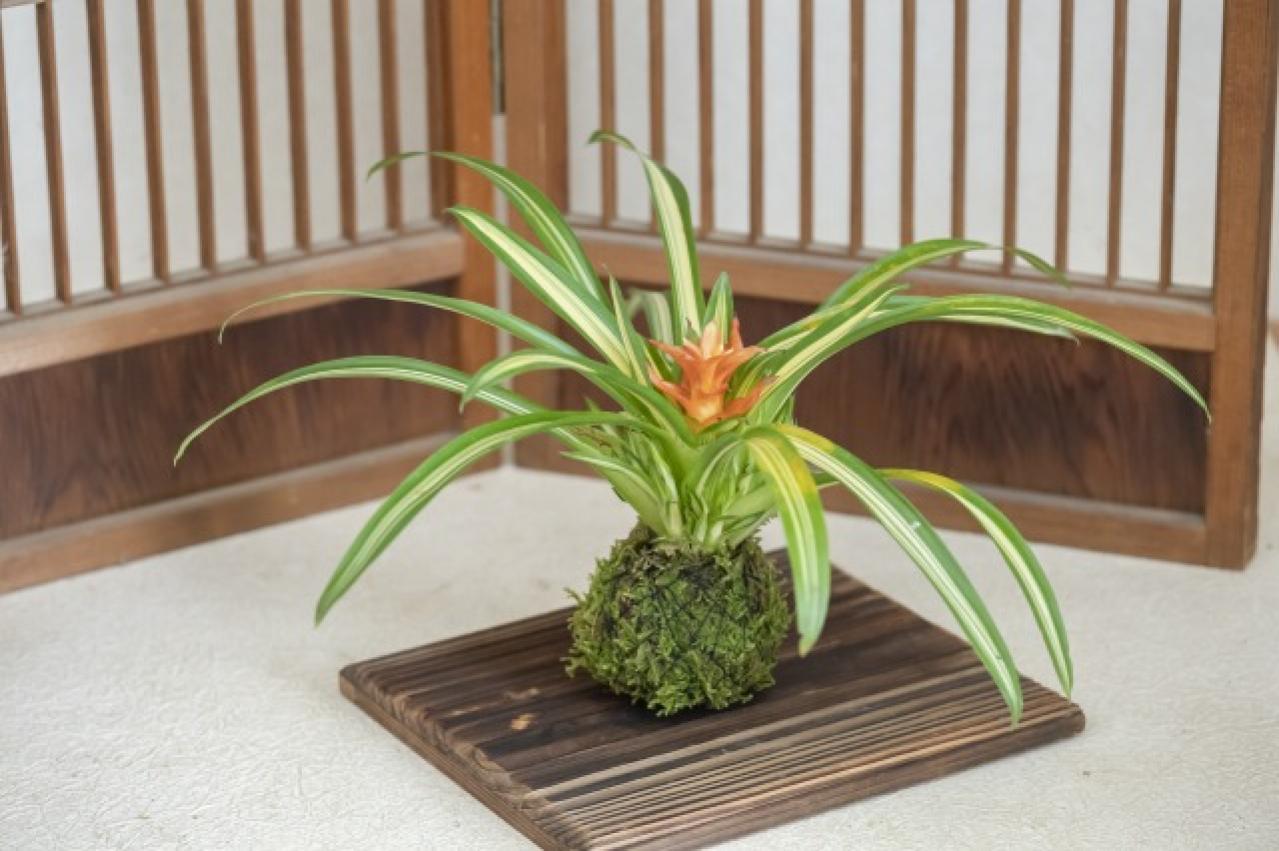 暑い夏は目で涼を楽しむ、苔玉にしたい植物８選【ガーデニング】