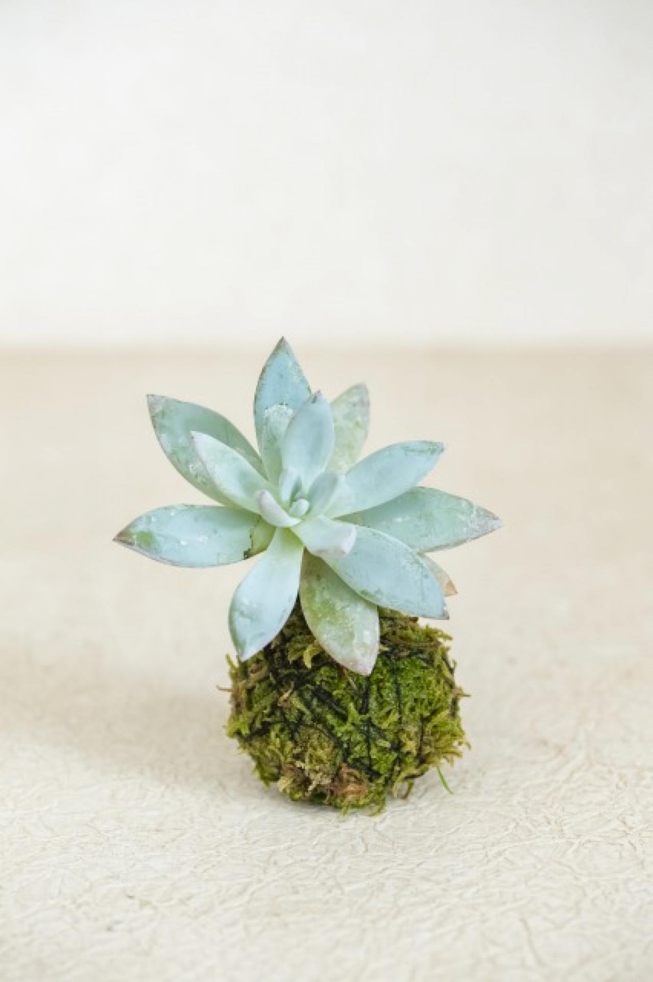 暑い夏は目で涼を楽しむ、苔玉にしたい植物８選【ガーデニング】（画像13）