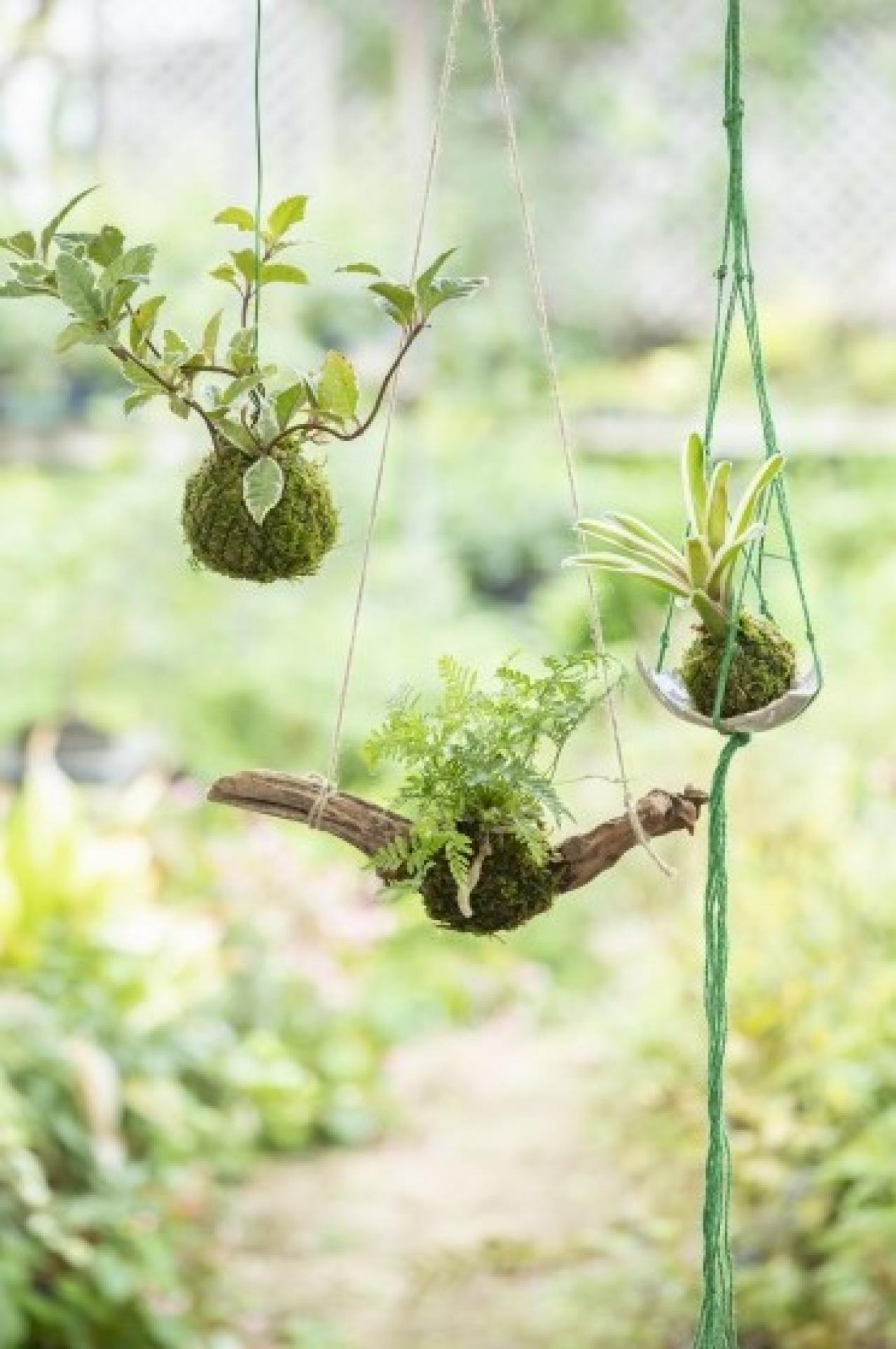 暑い夏は目で涼を楽しむ、苔玉にしたい植物８選【ガーデニング】（画像2）