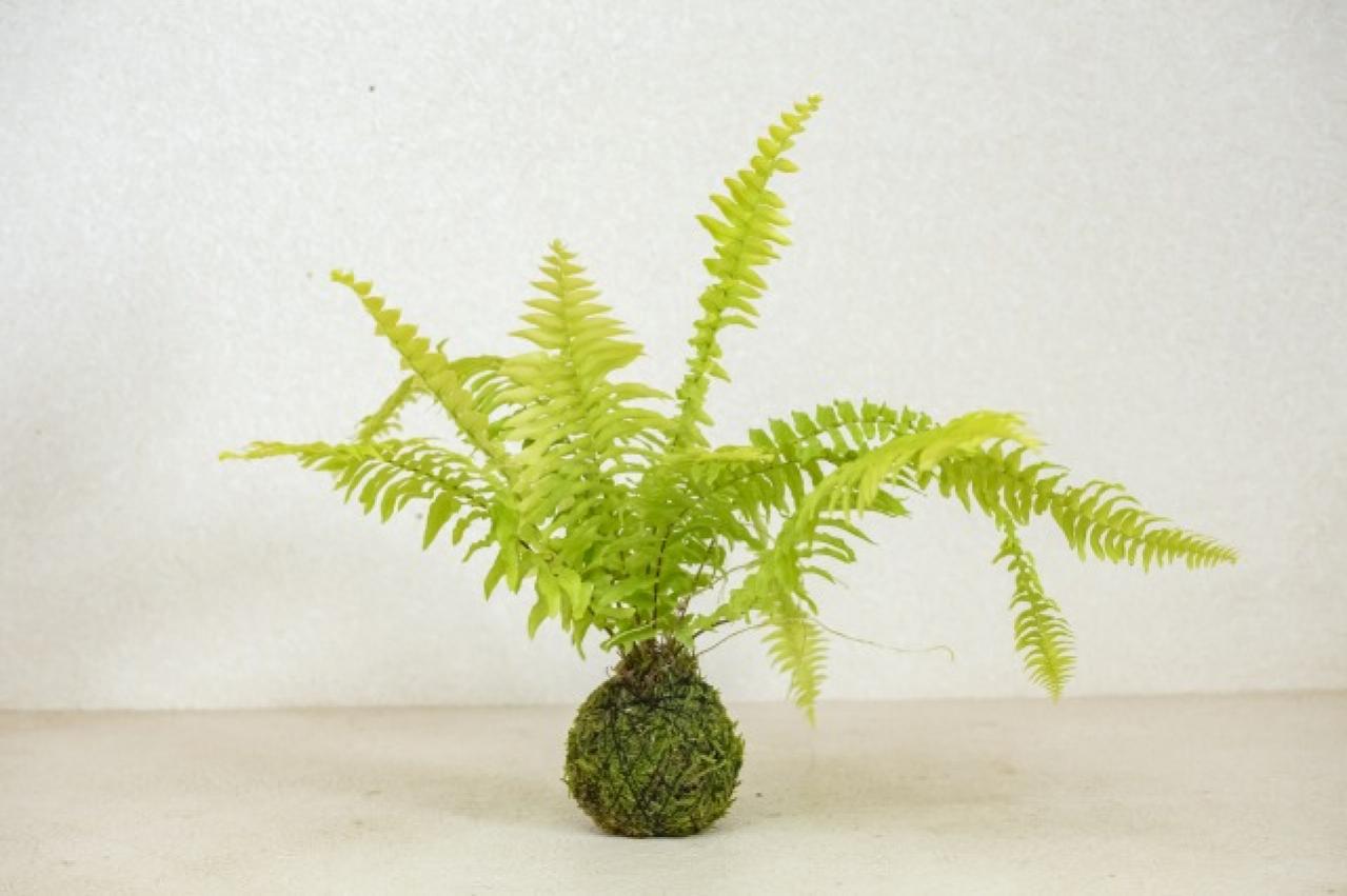 暑い夏は目で涼を楽しむ、苔玉にしたい植物８選【ガーデニング】（画像7）