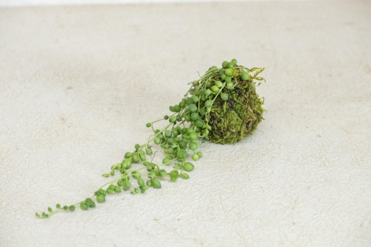 暑い夏は目で涼を楽しむ、苔玉にしたい植物８選【ガーデニング】（画像14）