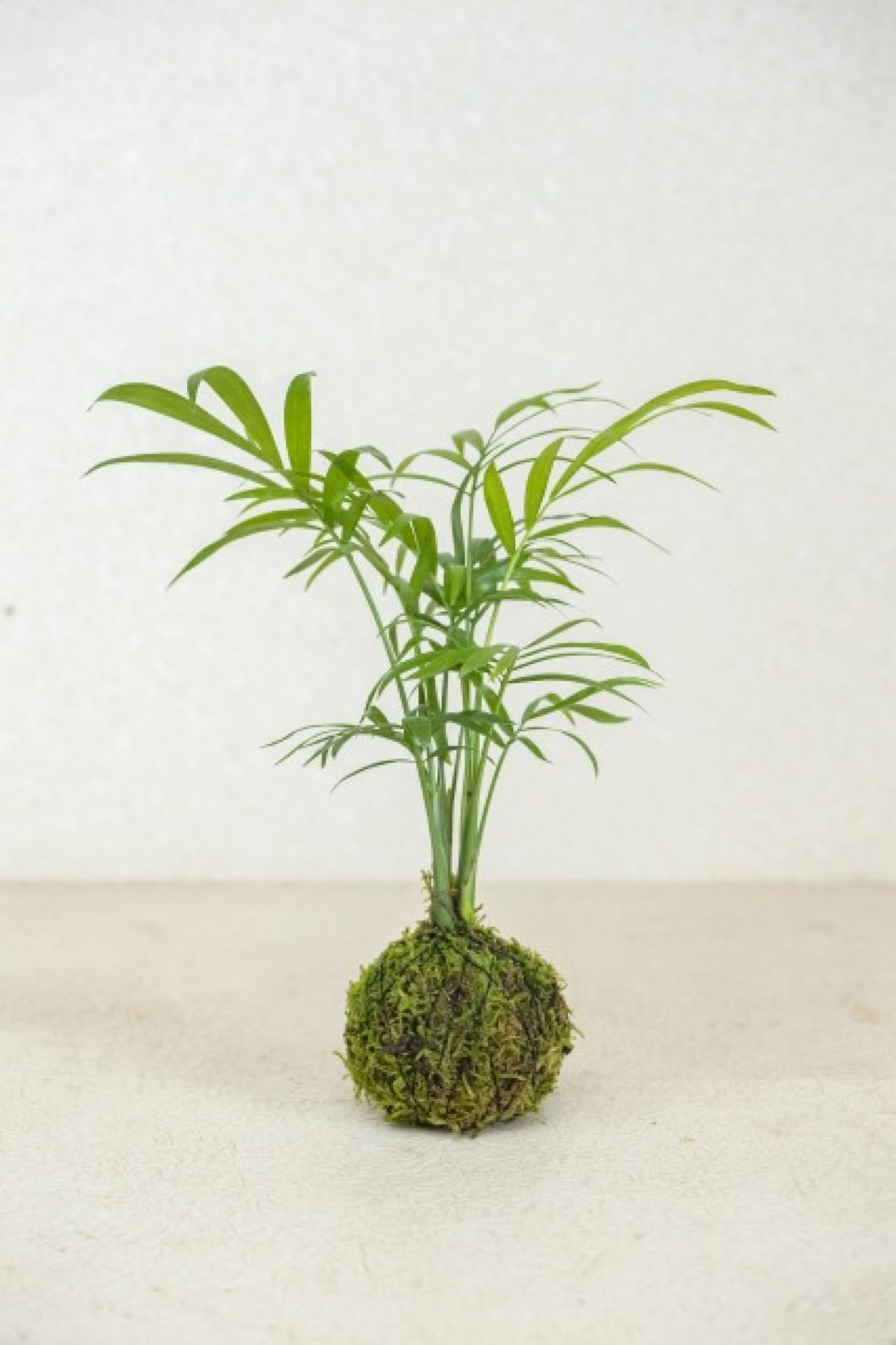 暑い夏は目で涼を楽しむ、苔玉にしたい植物８選【ガーデニング】（画像10）