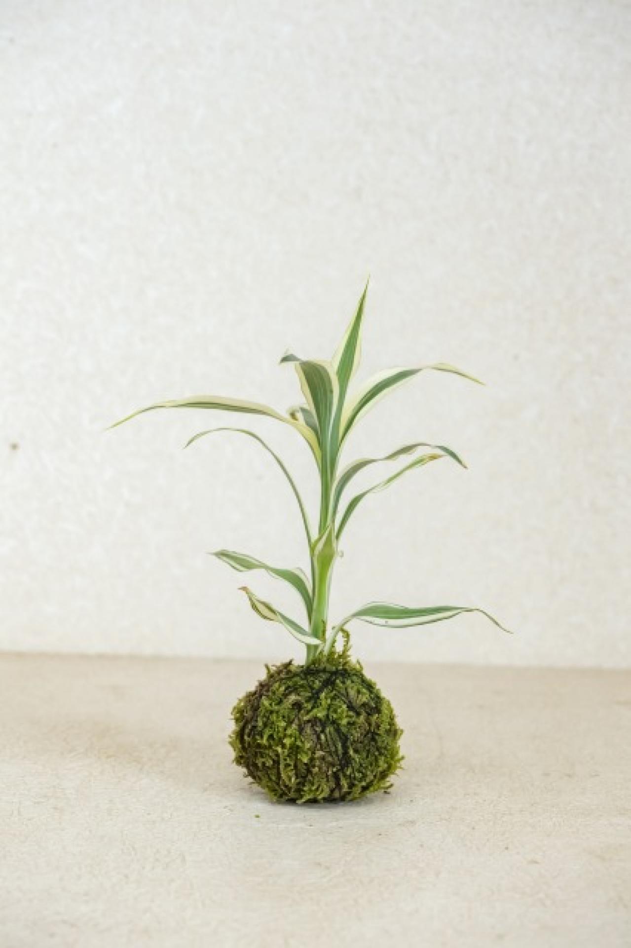 暑い夏は目で涼を楽しむ、苔玉にしたい植物８選【ガーデニング】（画像9）