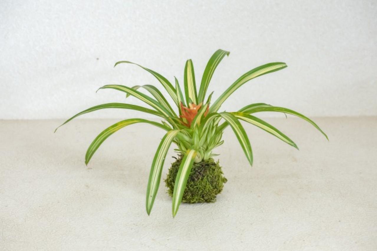 暑い夏は目で涼を楽しむ、苔玉にしたい植物８選【ガーデニング】（画像8）