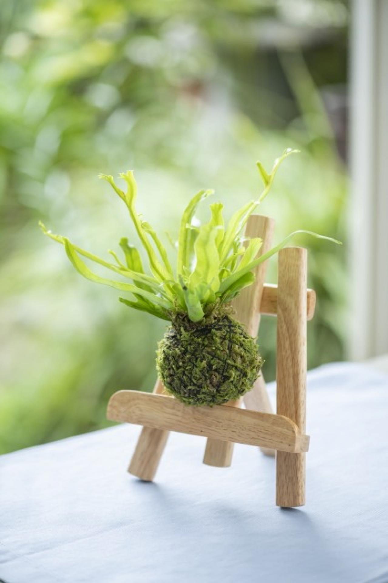 暑い夏は目で涼を楽しむ、苔玉にしたい植物８選【ガーデニング】（画像6）